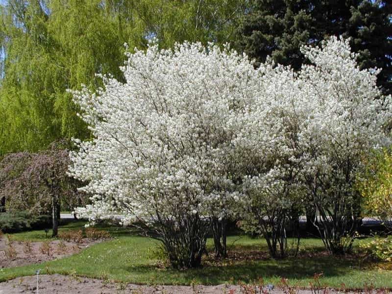 Deciduous Shrub Mix - 5 - GardenersDream