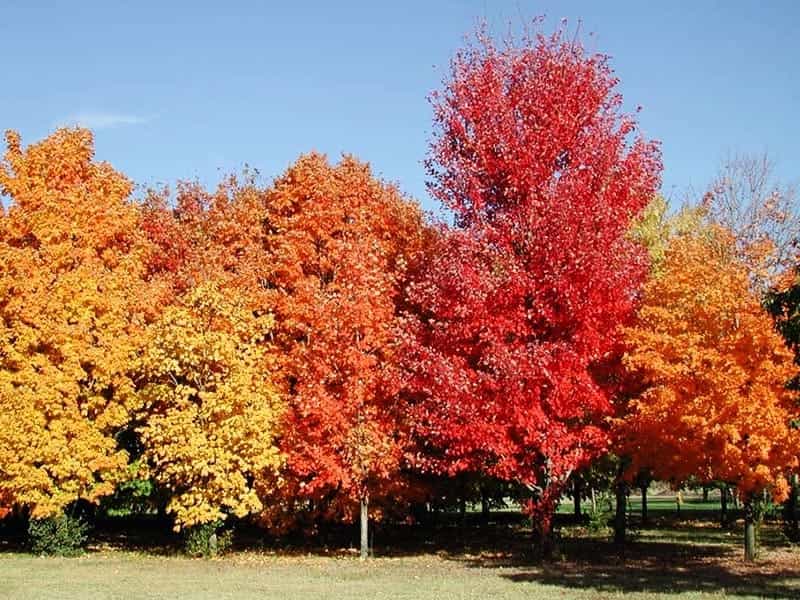 Deciduous Shrubs with a Trunk with Mulching Bark in the Garden. Stock Image  - Image of gardening, clipping: 136391713