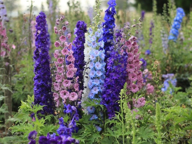Delphinium Flowers: How To Grow and Care for Delphiniums - Southern Living