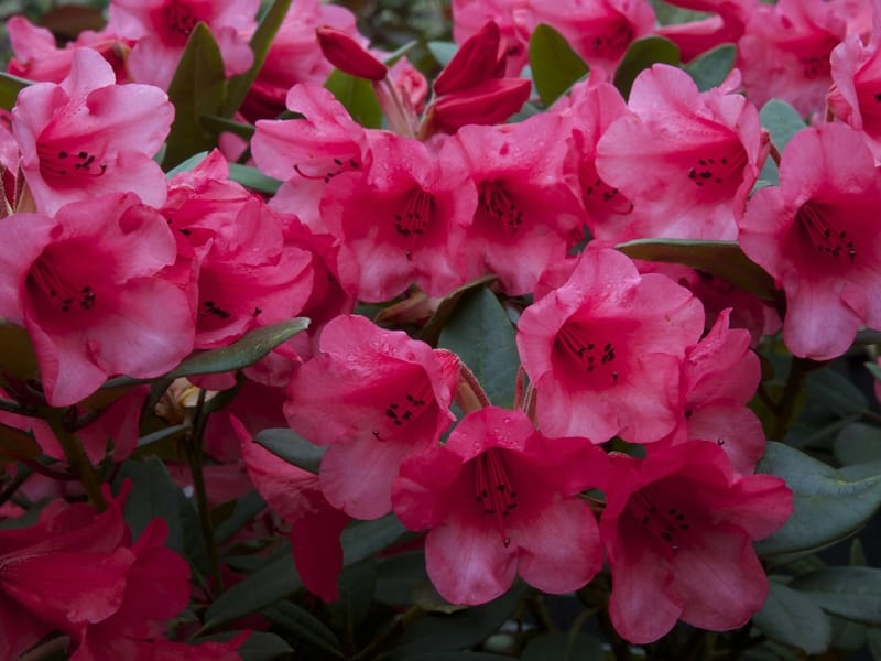 Description of varieties of flowering rhododendrons - Healthy Food Near Me