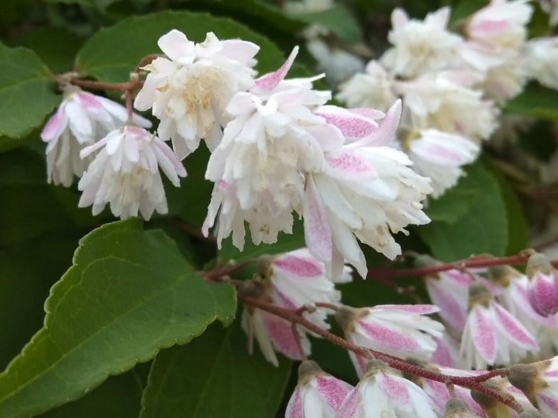 Deutzia - planting, pruning, and caring for deutzia, and preparing cuttings