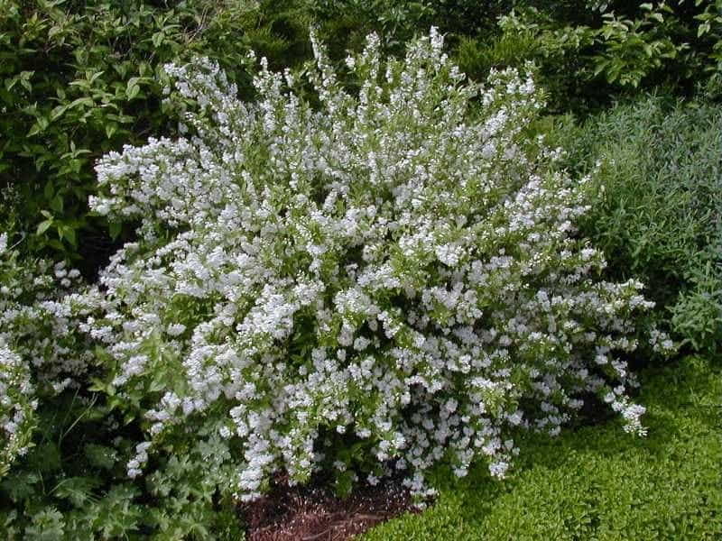 Deutzia Hybrida - Magicien - GardenersDream