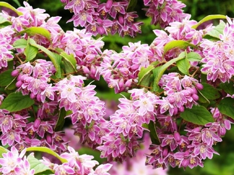 Deutzia Nikko - Spring Meadow - wholesale liners - Spring Meadow Nursery