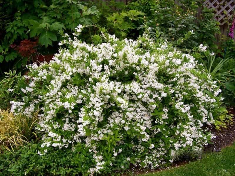 Deutzia Raspberry Sundae at Wayside Gardens