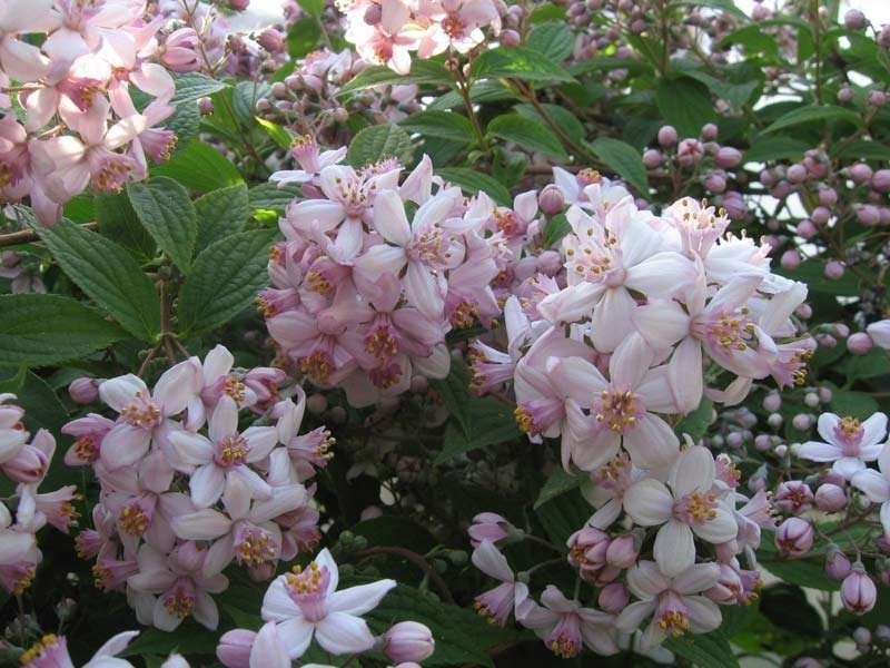 Deutzia YUKI SNOWFLAKE - Buy Deutzia Shrubs Online