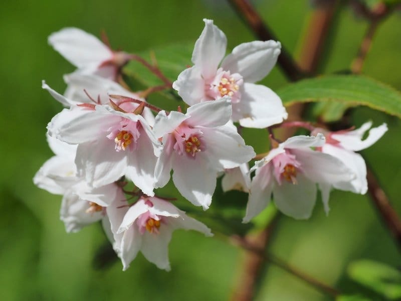 Deutzia Yuki Cherry Blossom® at Wayside Gardens