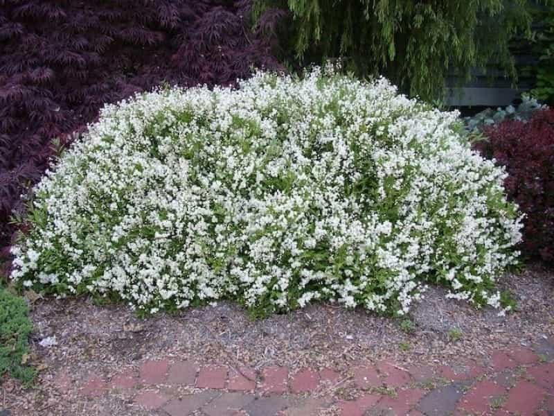 Deutzia gracilis