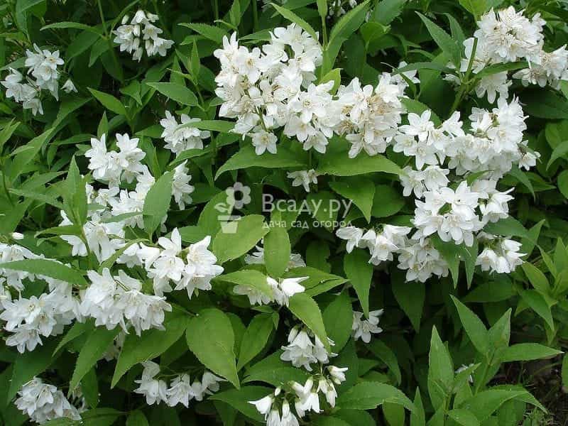 Deutzia gracilis Duncan Deutzia, Chardonnay Pearls, #3 - Behmerwald Nursery