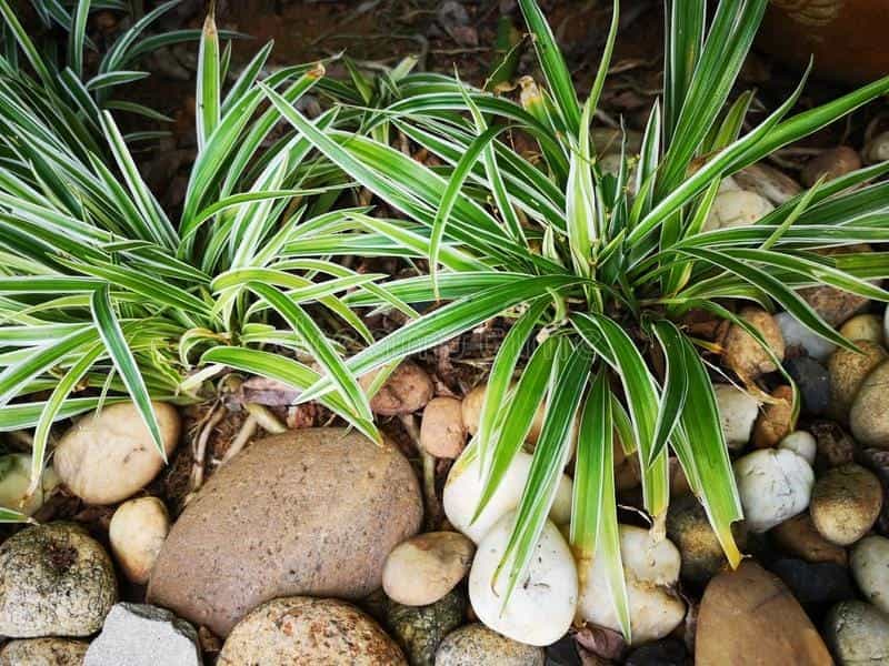 Dianella 'Blaze™' 6\