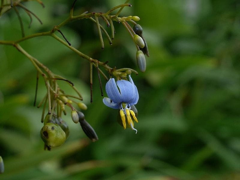 Dianella - Variegated — Banting's Nursery