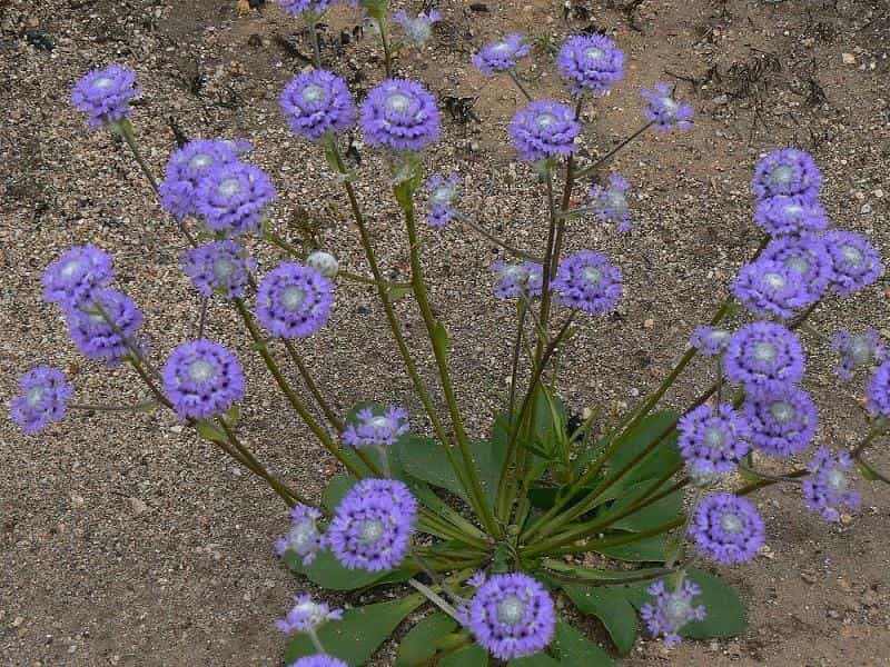 Dianella Tasmanica 'Tas Red' - Landscape  Maintenance Solutions