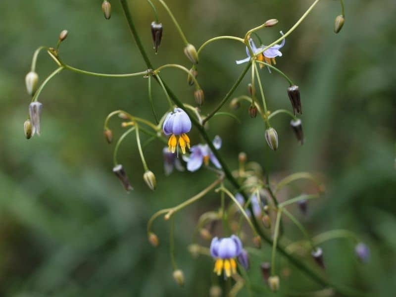 Dianella caerulea - Wikipedia