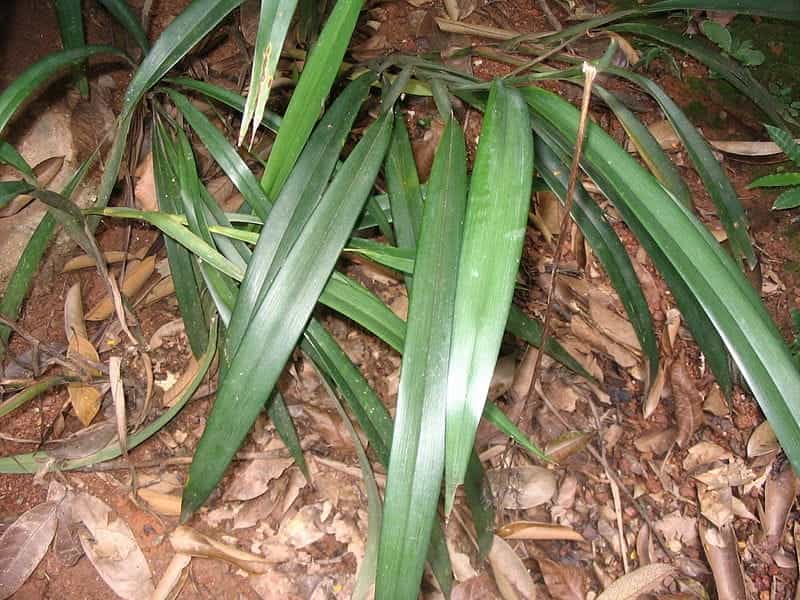 Dianella caerulea\