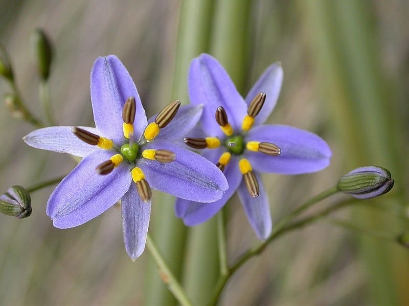 Dianella javanica – Java Flax Lily – Buy seeds at rarepalmseeds.com