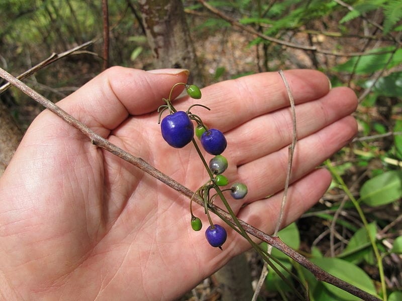 Dianella revoluta 'Coolvista'® - Cowell's Garden Centre - Woolsington