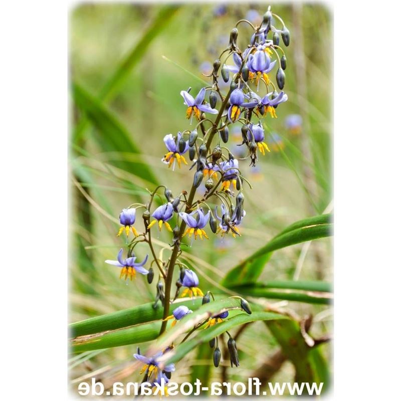 Dianella tasmanica - Flax lily - FLORA TOSKANA