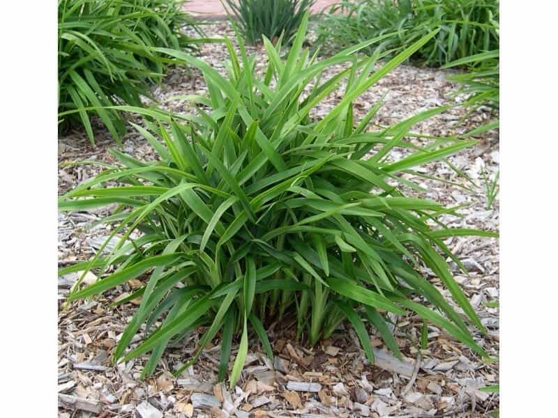 Dianella tasmanica – Tasmanian Flax Lily – Buy seeds at rarepalmseeds.com
