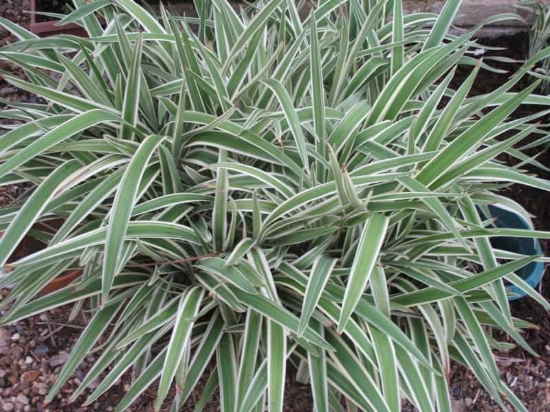 Dianella tasmanica 'Variegata' - Boething Treeland Farms