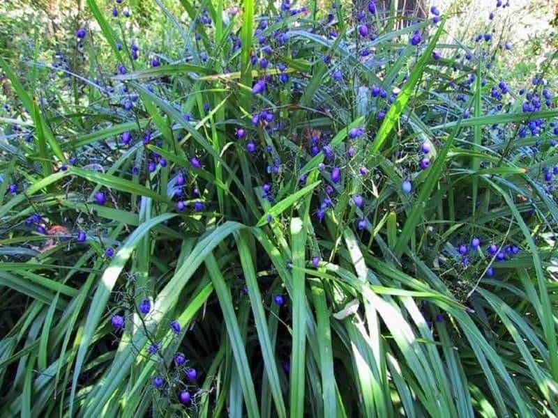 Dianella tasmanica 'Variegata' - Flax Lily (4.5\