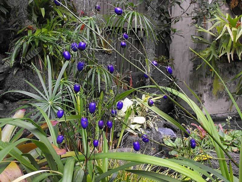 Dianella tasmanica variegata - GREEN EXPORT - Plants, Sleeves, Pots,  Substrates