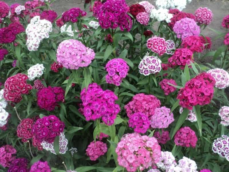 Dianthus Barbatus In Bloom, Dark Purple Flowers With White Edge Stock  Photo, Picture And Royalty Free Image. Image 83286590.