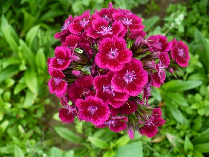 Dianthus Seeds - Dianthus Barbatus Sweet William White Flower Seed