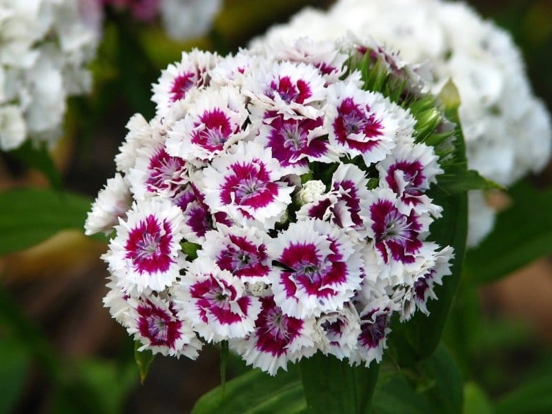 Dianthus barbatus (Sweet William) - World of Flowering Plants