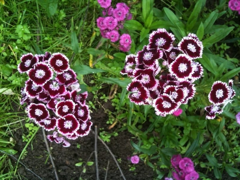 Dianthus barbatus, 'Albus' Seeds £1.95 from Chiltern Seeds - Chiltern Seeds  Secure Online Seed Catalogue and Shop