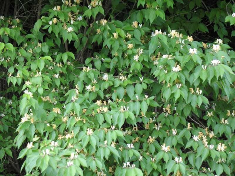 Diervilla lonicera – Blue Thumb