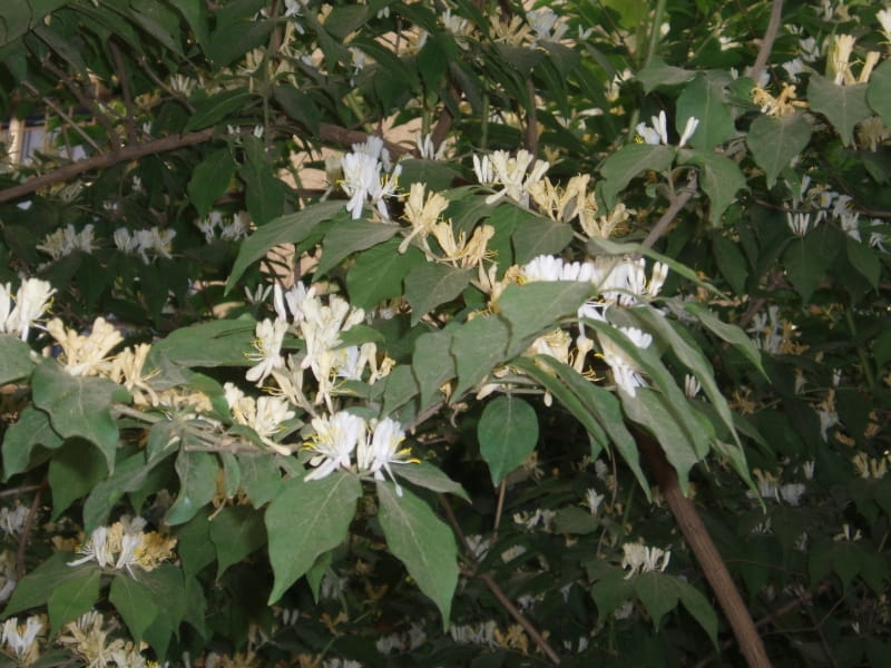 Diervilla lonicera Dwarf Bush Honeysuckle - Prairie Moon Nursery