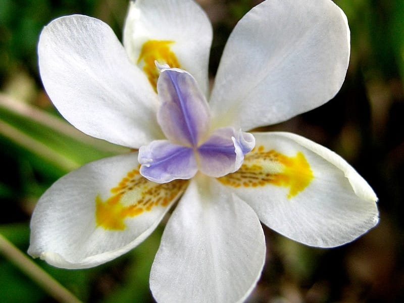 Dietes grandiflora – PLANTBOOK