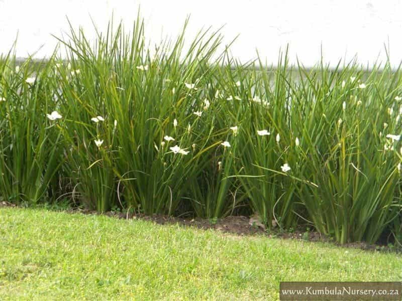 Dietes grandiflora Wild Iris. - Brenlissa Online Nursery
