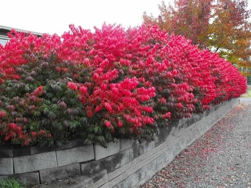 Different Firebush Cultivars: Choosing Firebush Plant Varieties For The  Landscape