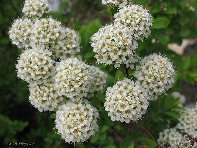 Different Types Of Spirea Bush – What Are Some Popular Varieties Of Spirea  For Gardens