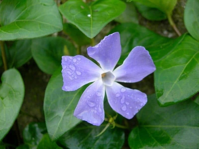 Different types and varieties of Madagascar periwinkle, the complete list