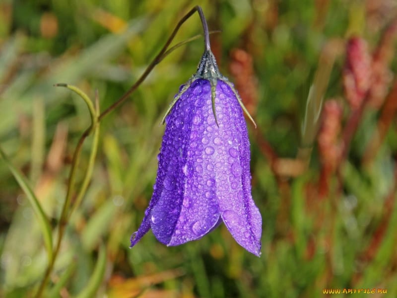 Dirty Fingernails: Controlling spread of bellflowers requires patience -  Local News - ravallirepublic.com