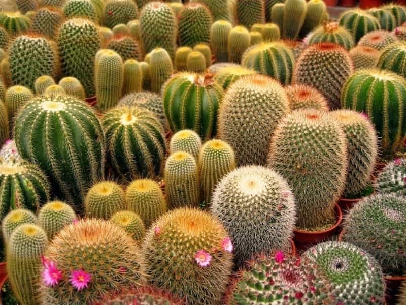 Disco Cactus Plant Mix For Sale - Houseplants - Free UK Delivery