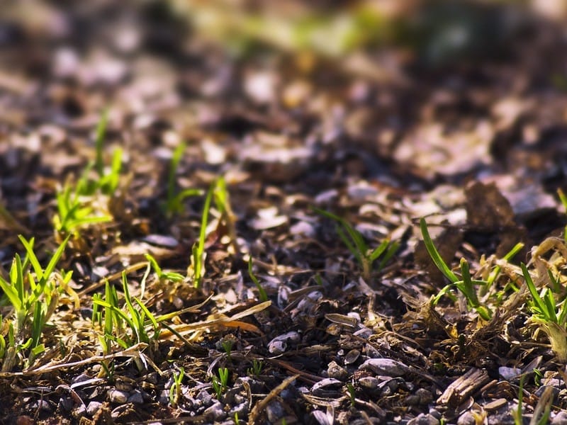 Does Freezing Grass Seed Help Germination? – ForFreezing.com