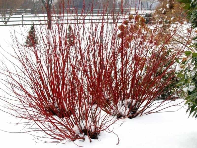Dogwood, Red Osier 1-0 (Cornus sericea)