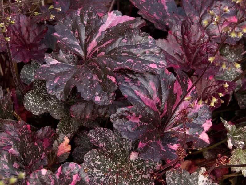 Dolce® 'Spearmint' - Coral Bells - Heuchera hybrid - Proven Winners