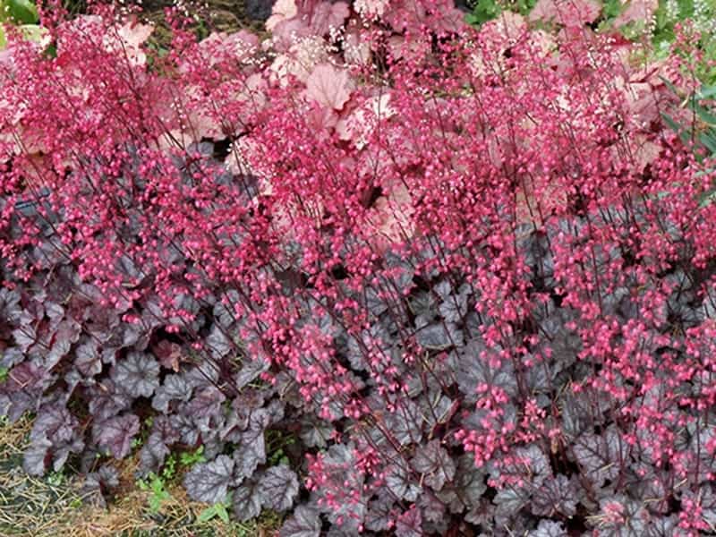 Dolce® Toffee Tart Coral Bells - Plant Addicts