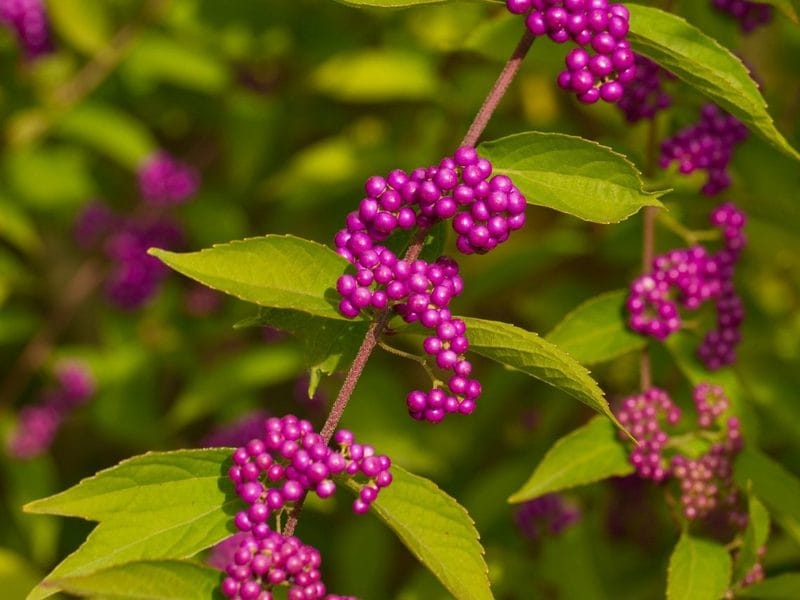 Don't Prune that Beautyberry - almost PERFECT Landscaping