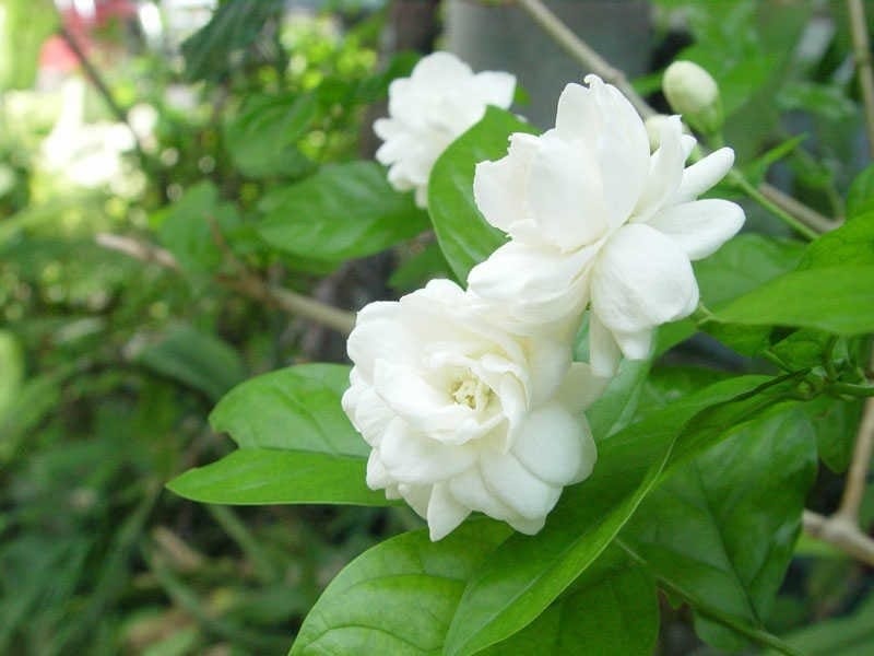 Double Flowering Crepe Jasmine Tabernaemontana Divaricata 8-10 - Etsy