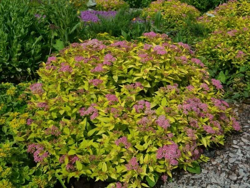 Double Play® Painted Lady® - Spirea - Spiraea japonica - Proven Winners