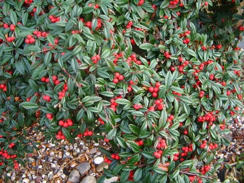 Download cotoneaster images for free
