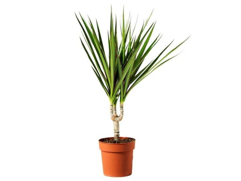 Dracaena-Marginata Candelabra - Jungle House