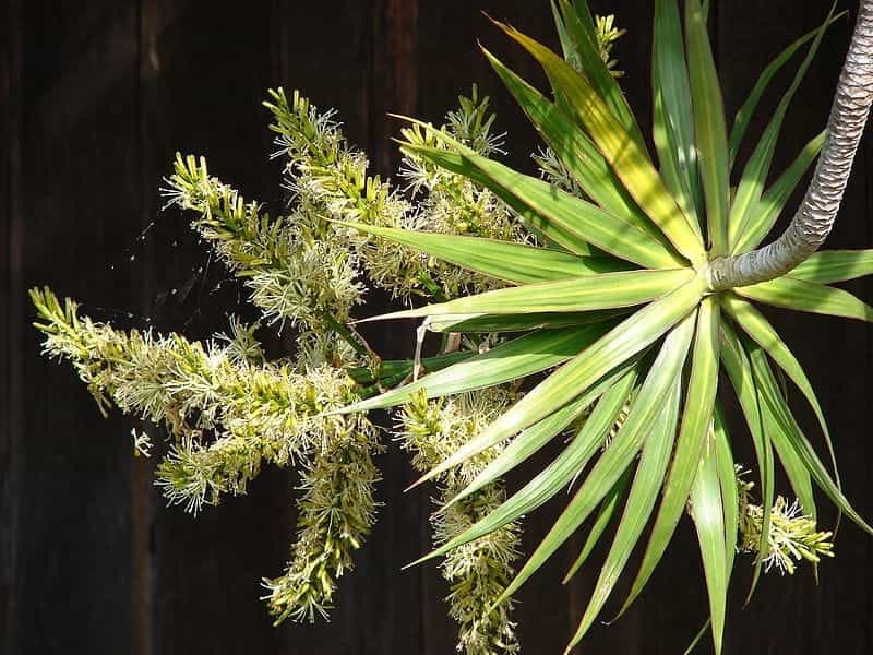 Dracaena Marginata - Veldkamp's Flowers - Denver Florist - Fresh Cut  Flowers - Nationwide Same Day Flower Delivery