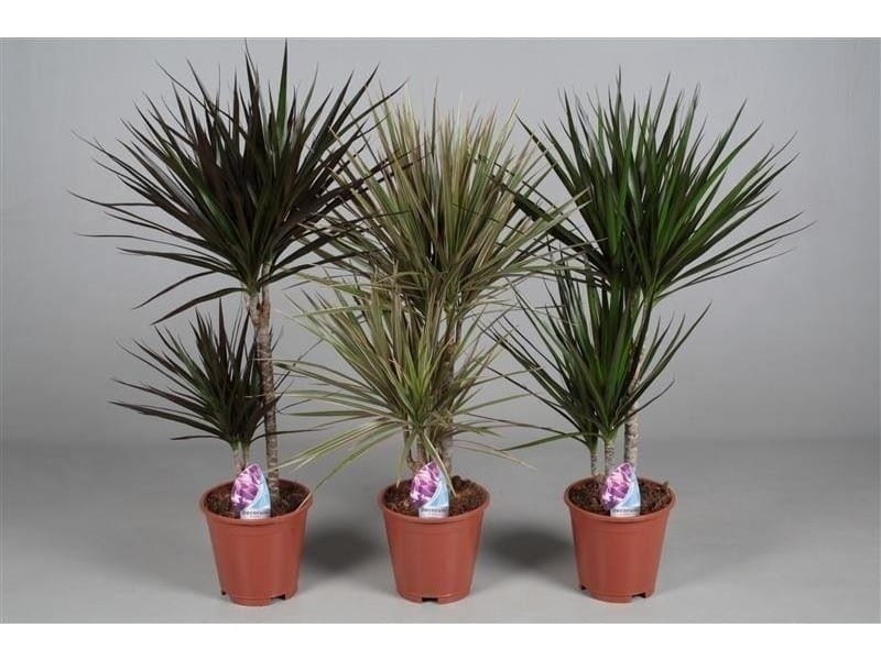 Dracaena Marginata Pole Plants for Sale Online - Buy Now @ totally plants