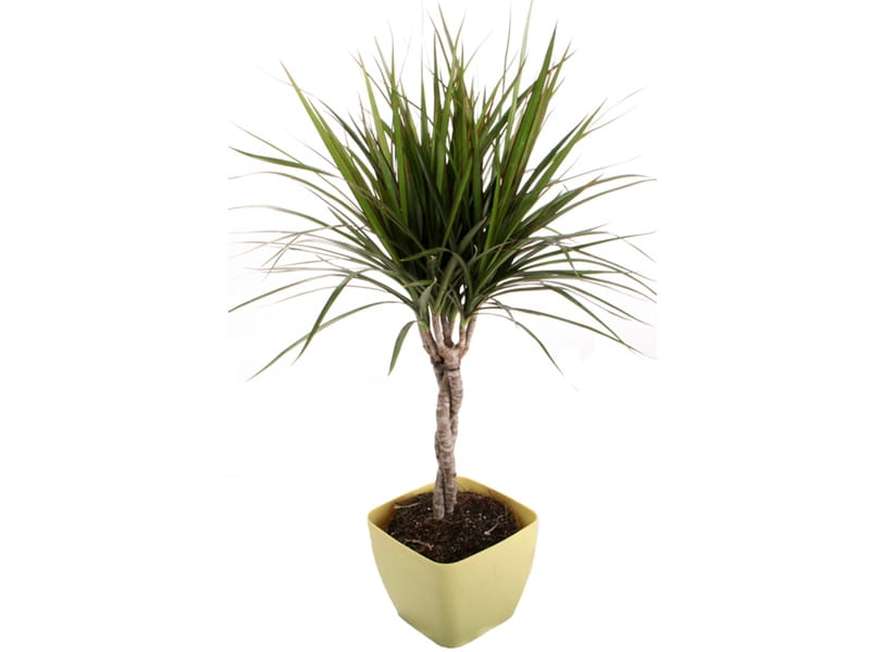 Dracaena marginata - Red Edged Dragon Tree - Hortology