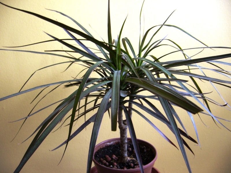 Dracaena marginata - complete care for this stunning wispy houseplant